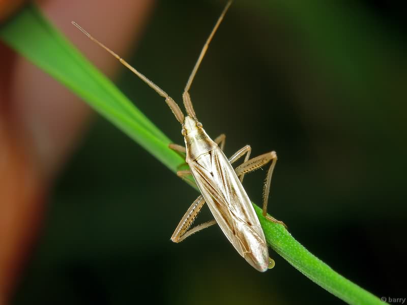 Stenodema laevigata (Linnaeus, 1758)